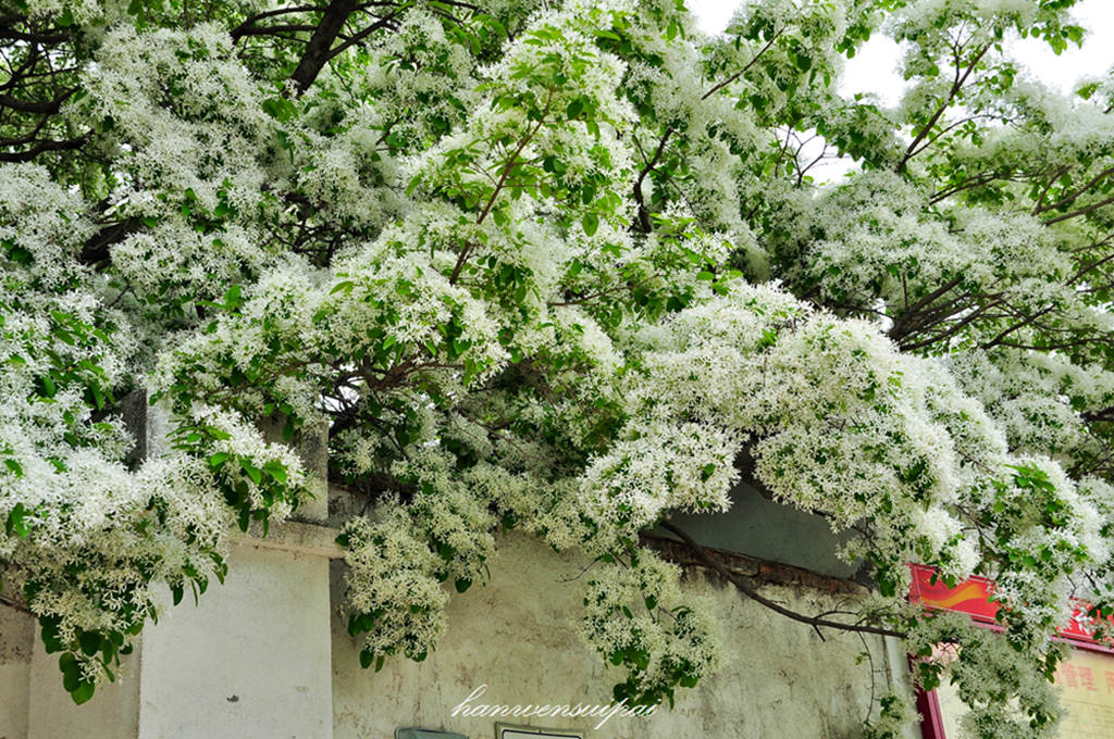 DSC_0038.JPG