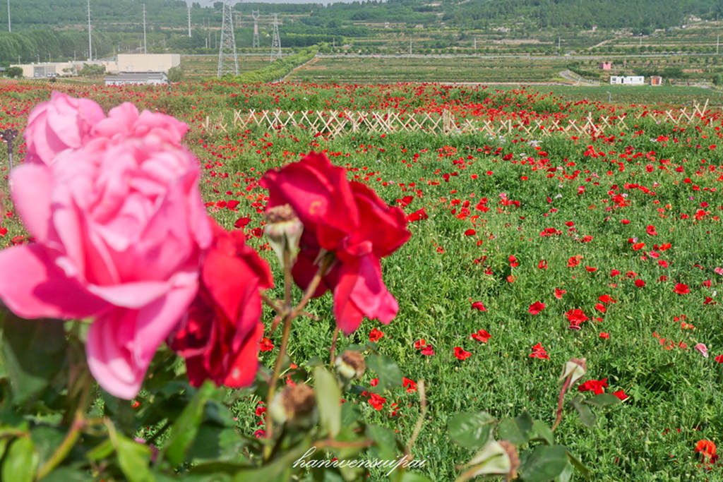 P1000635.JPG
