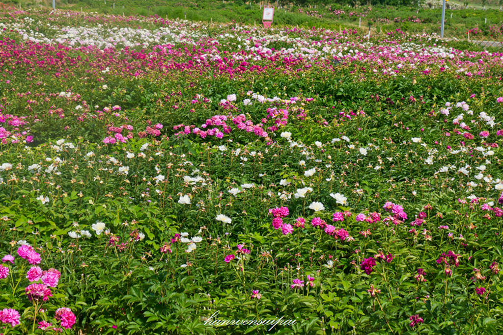 P1000640.JPG