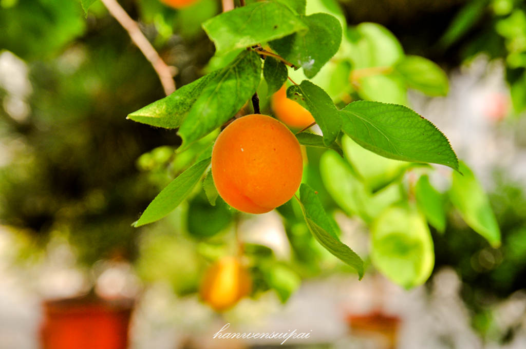 DSC_0010.JPG