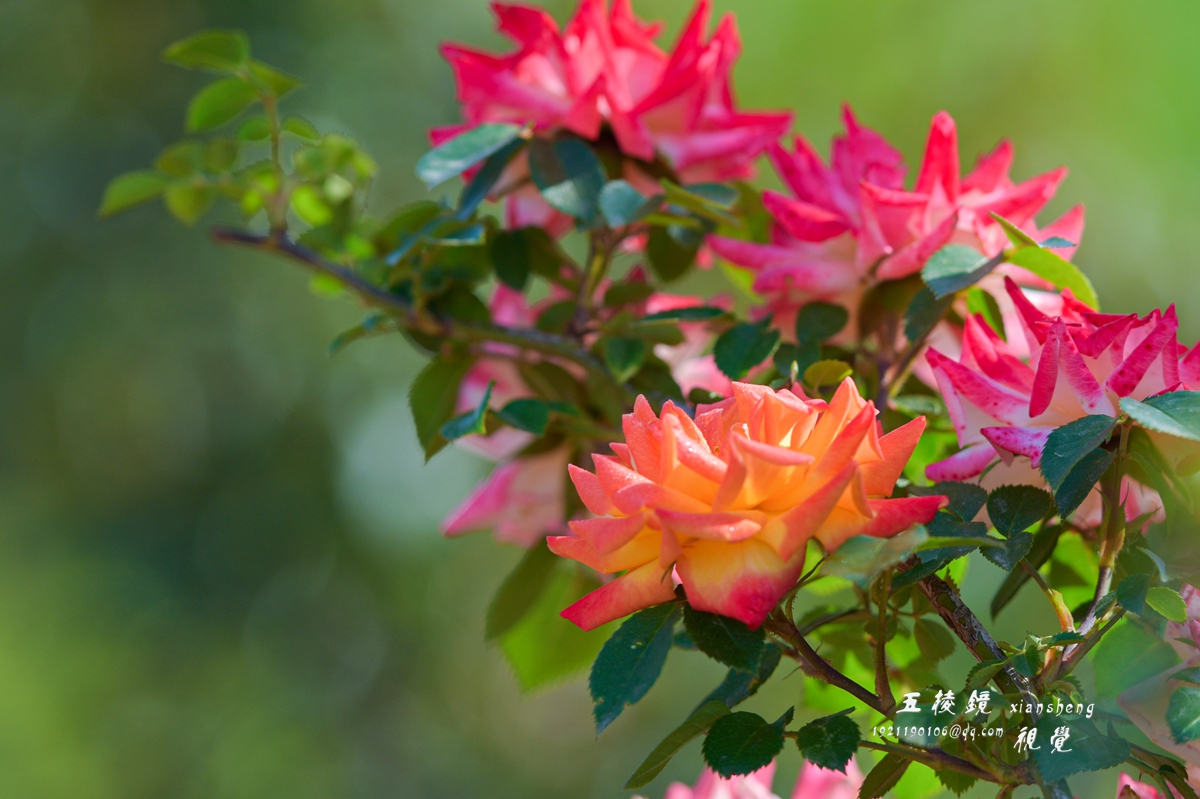 DSC_9350.JPG