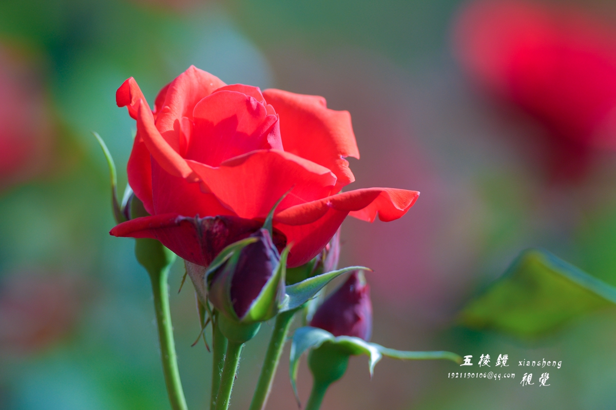 DSC_9356.JPG