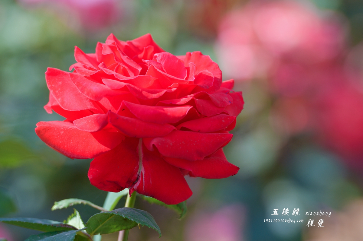 DSC_9372.JPG