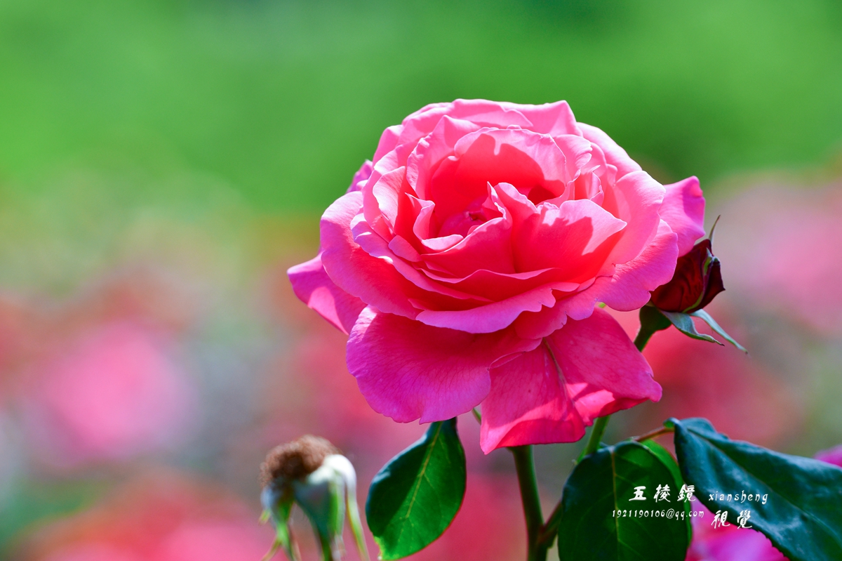 DSC_9403.JPG