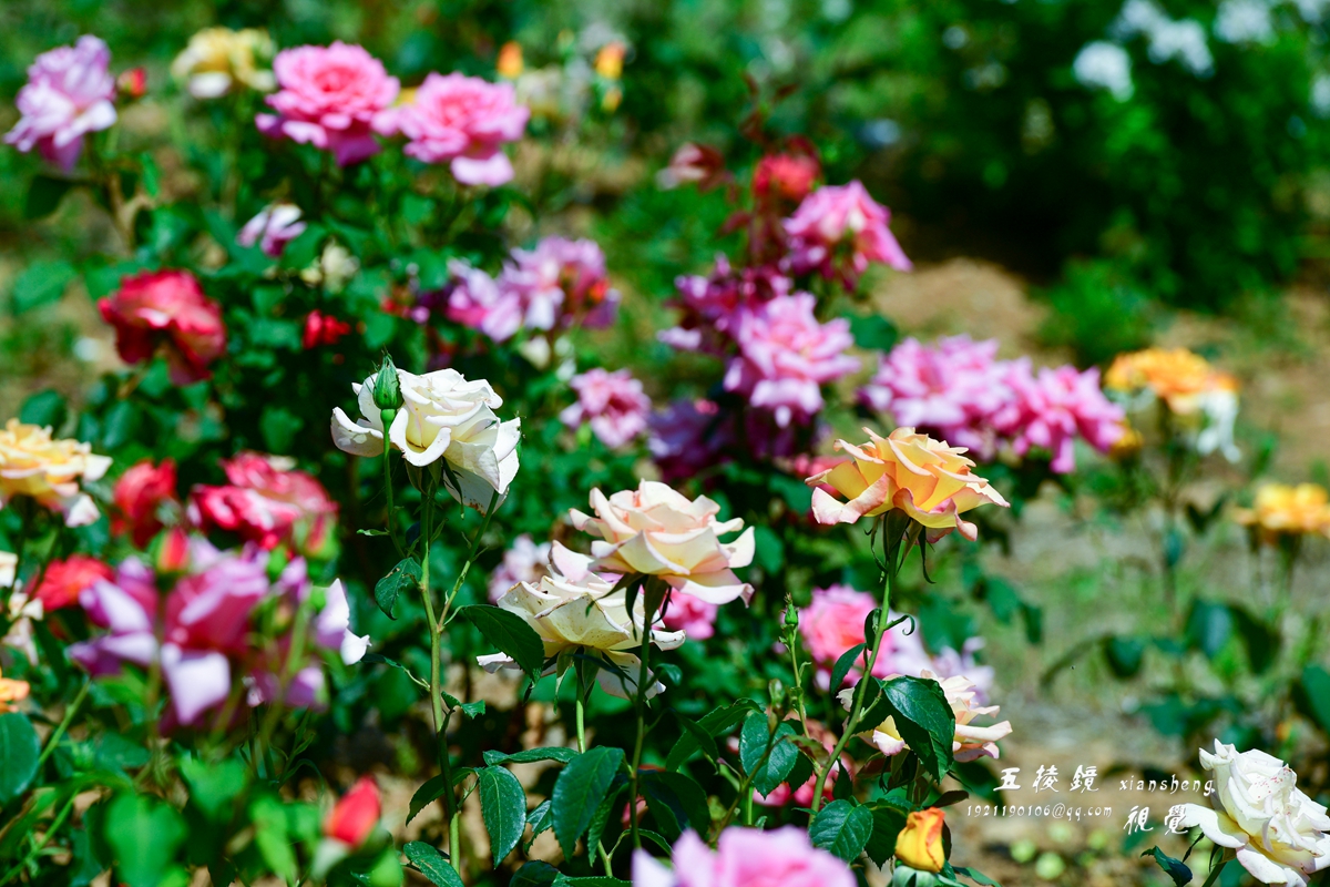 DSC_9486.JPG