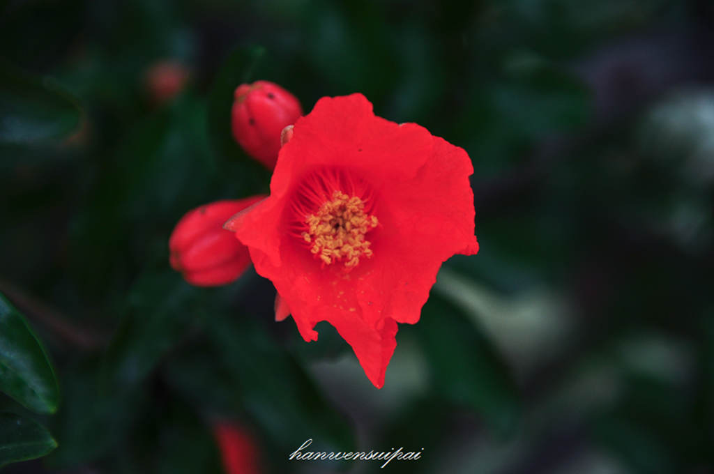 DSC_0008.JPG