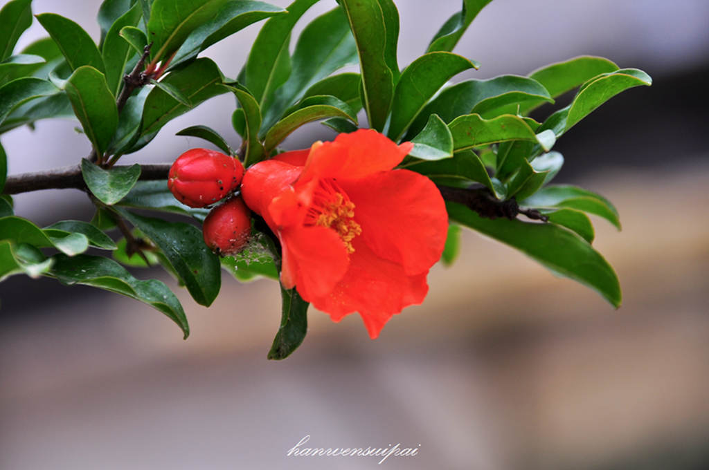 DSC_0009.JPG