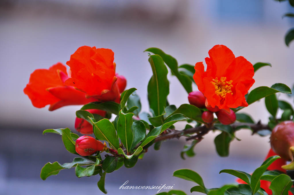 DSC_0010.JPG