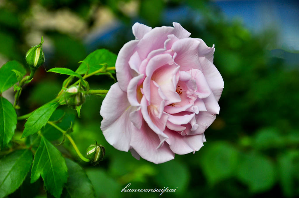 DSC_0006.JPG