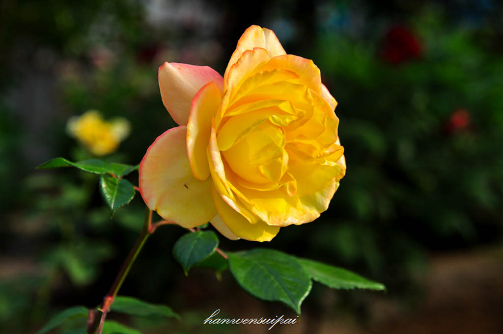 DSC_0003.JPG