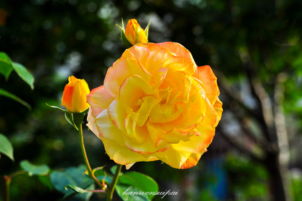 DSC_0004.JPG