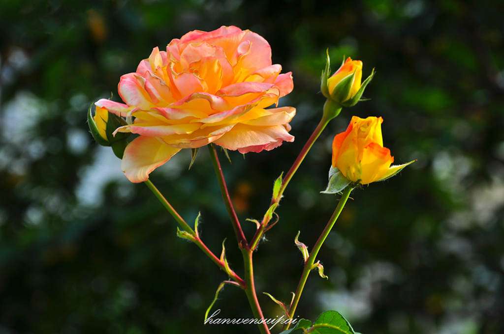 DSC_0005.JPG
