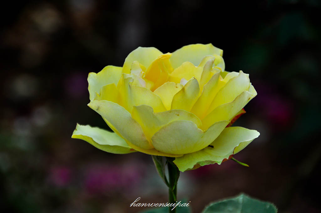 DSC_0011.JPG