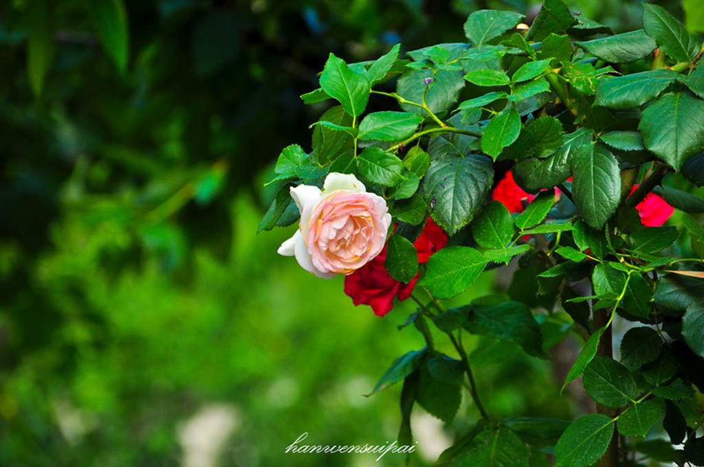 DSC_0010.JPG