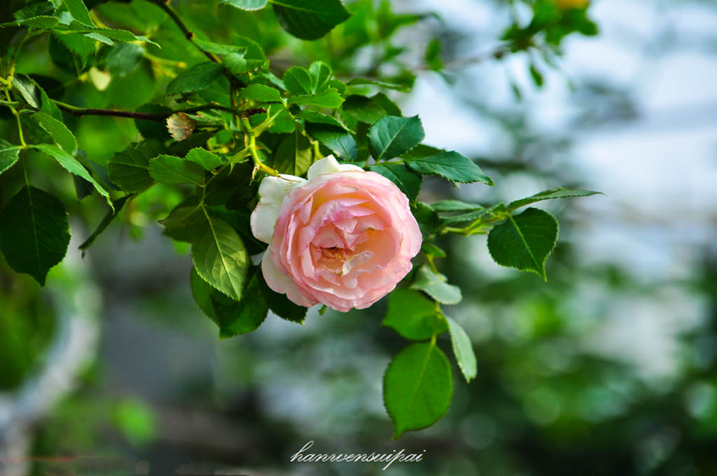 DSC_0009.JPG