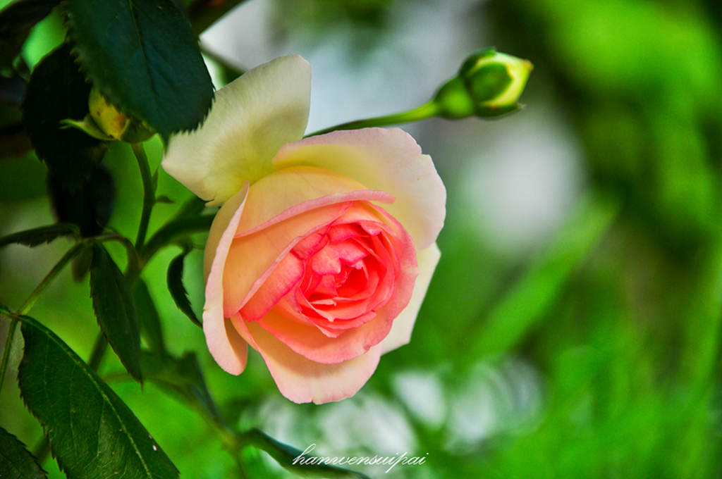 DSC_0008.JPG