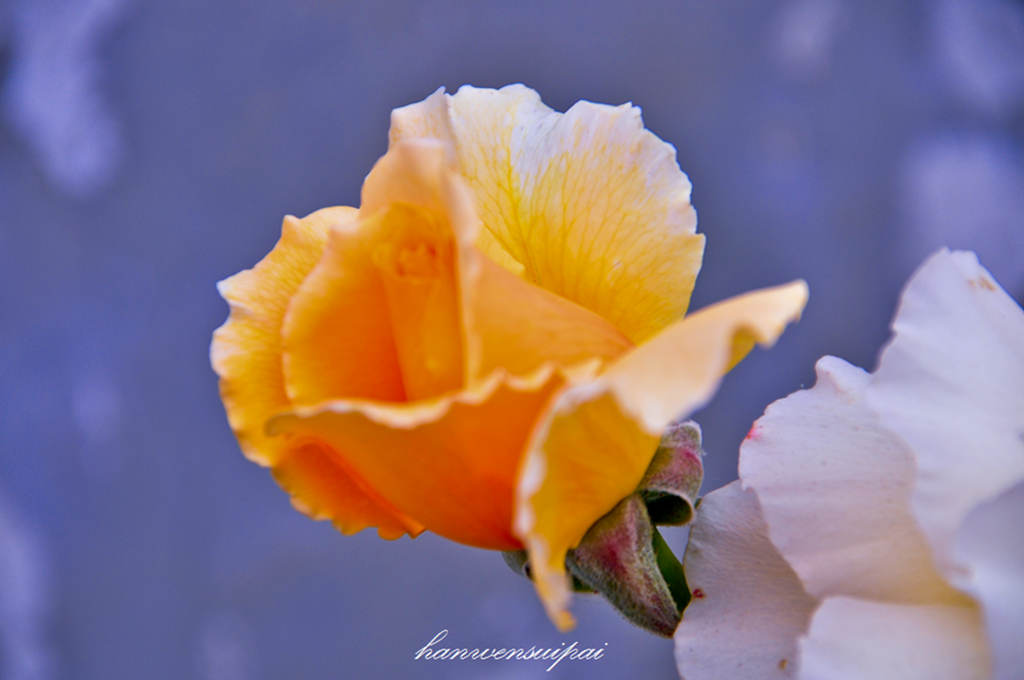 DSC_0014.JPG