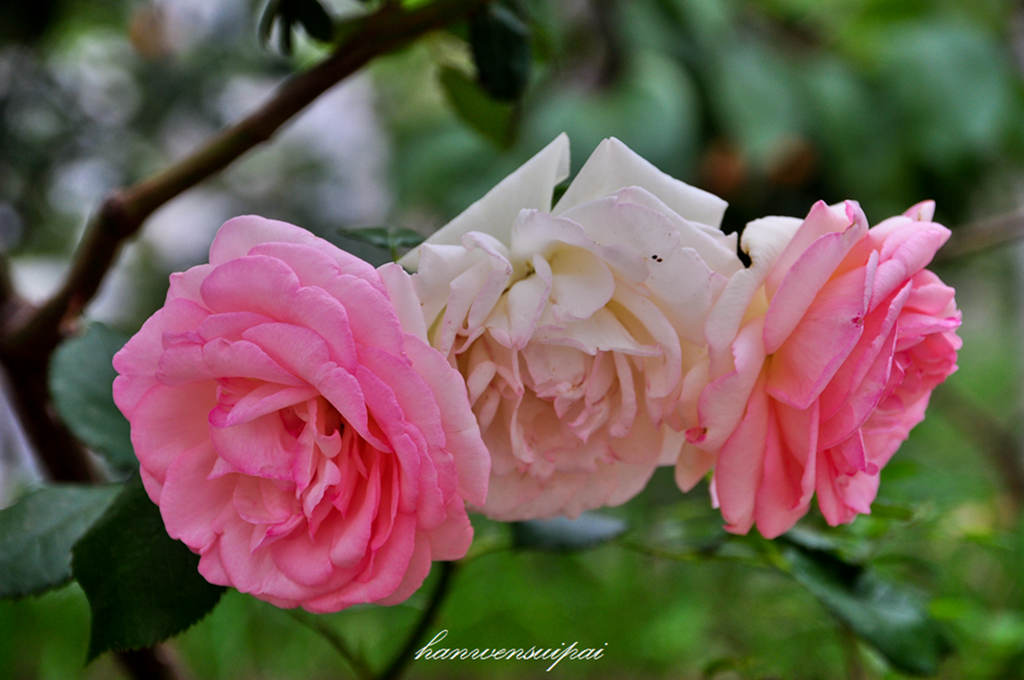 DSC_0016.JPG