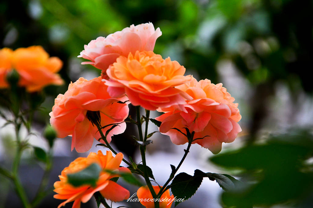 DSC_0018.JPG