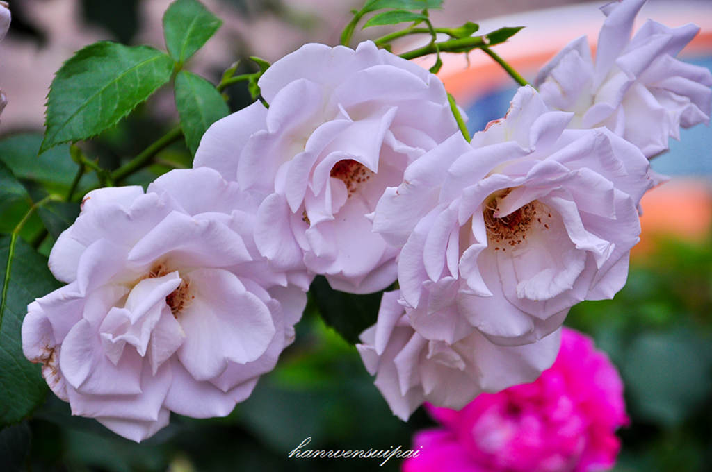 DSC_0026.JPG