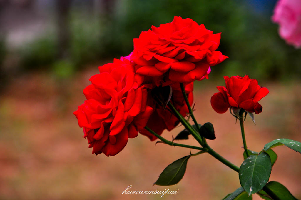 DSC_0024.JPG
