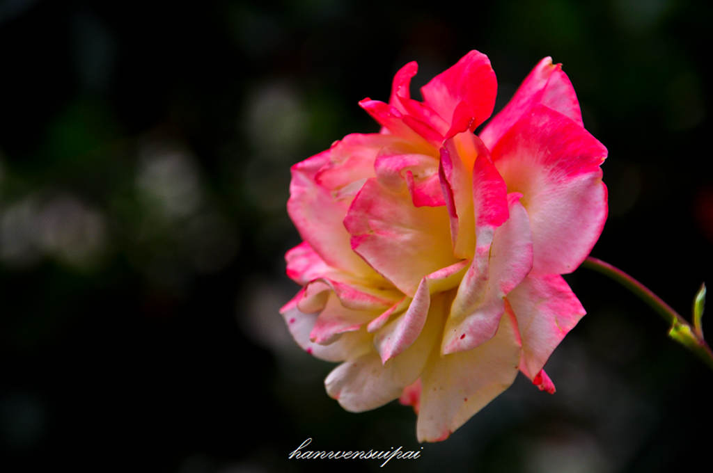 DSC_0025.JPG