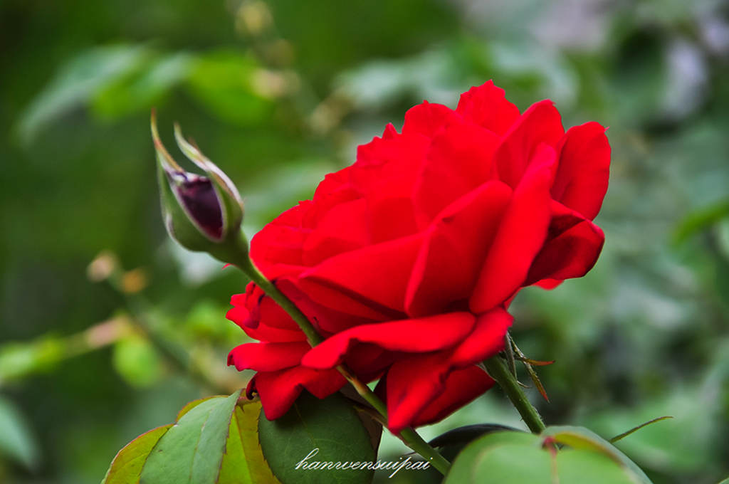 DSC_0021.JPG