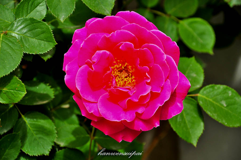 DSC_0035.JPG