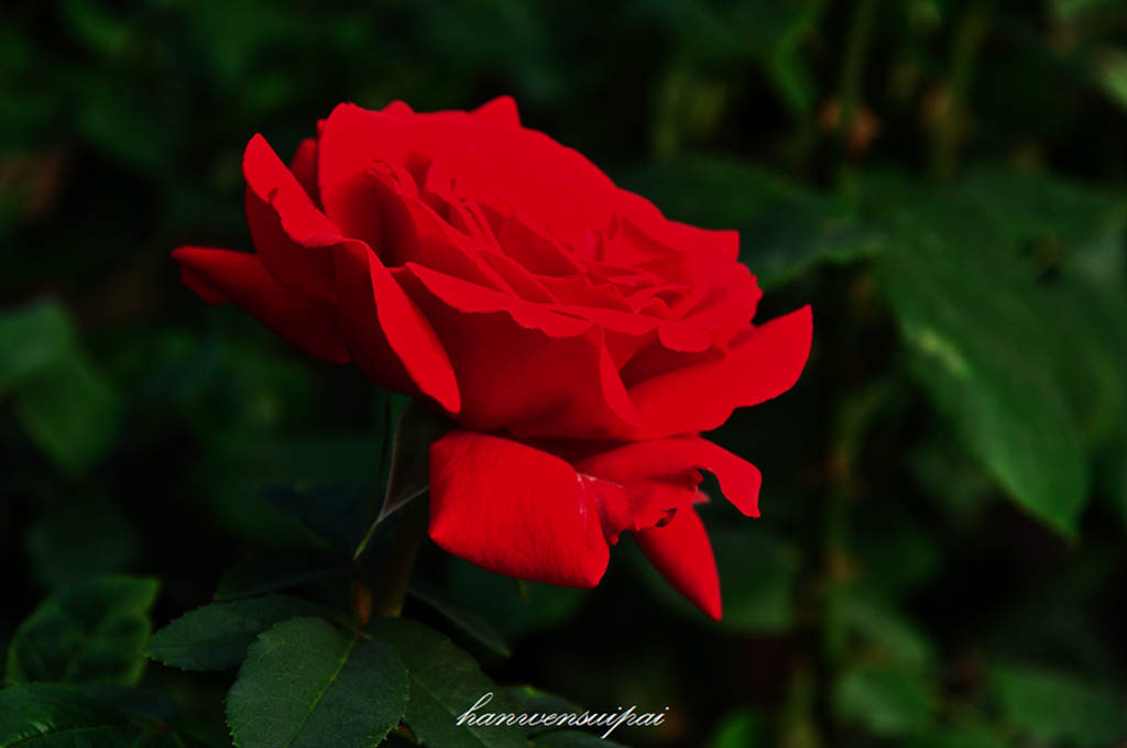 DSC_0001.JPG