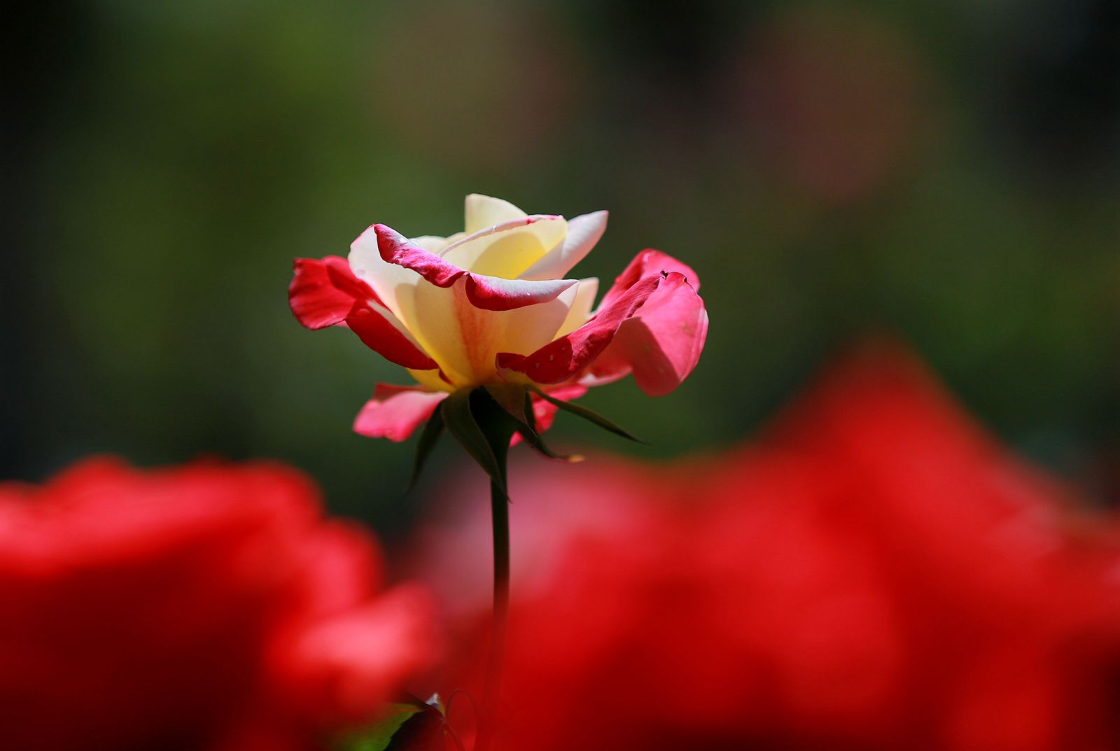 IMG_8644_副本.jpg