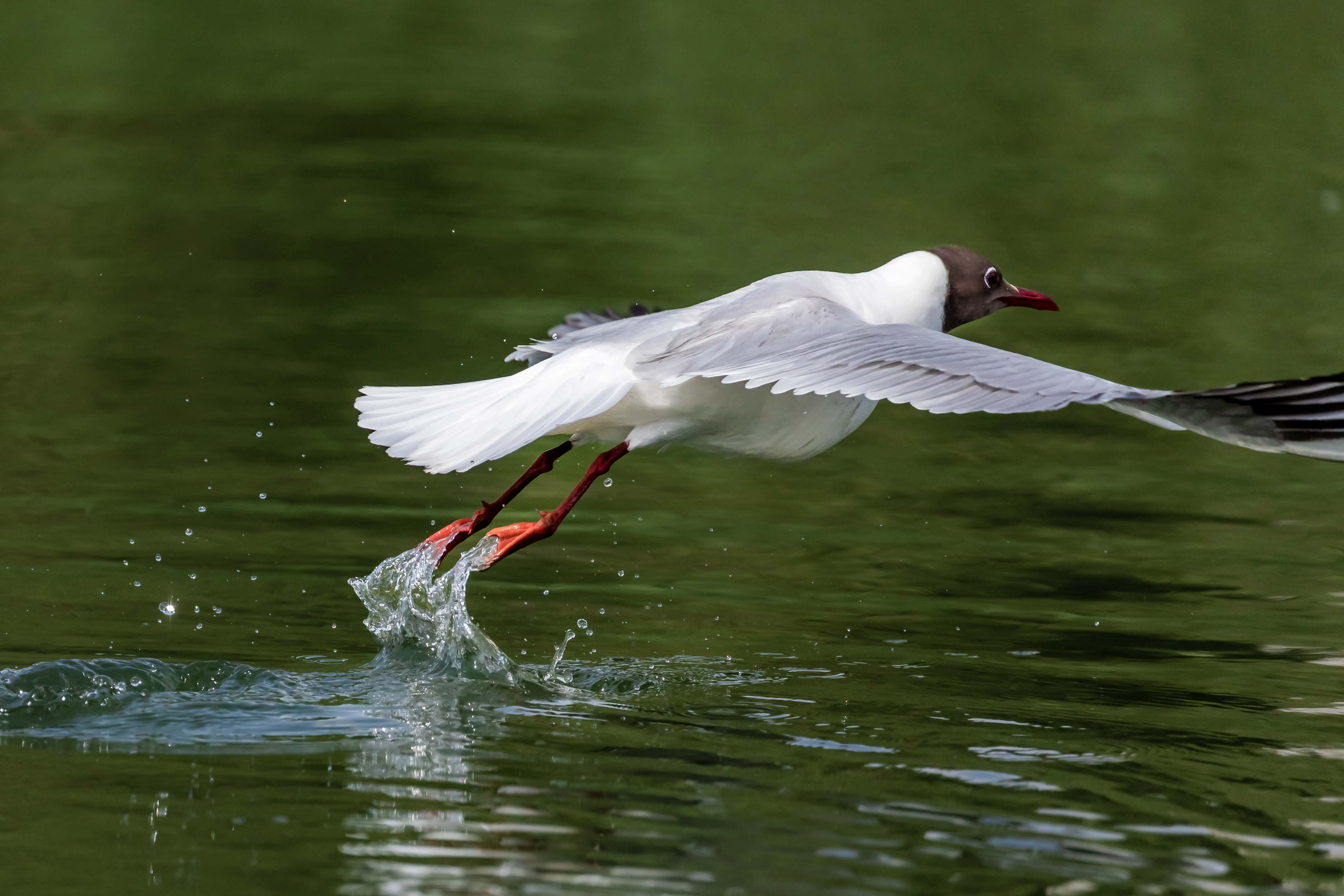 《腾飞》作者：王勇物种名称：红嘴海鸥拍摄时间：2023年5月，地点：103团青格达湖。电话：13999151187.jpg