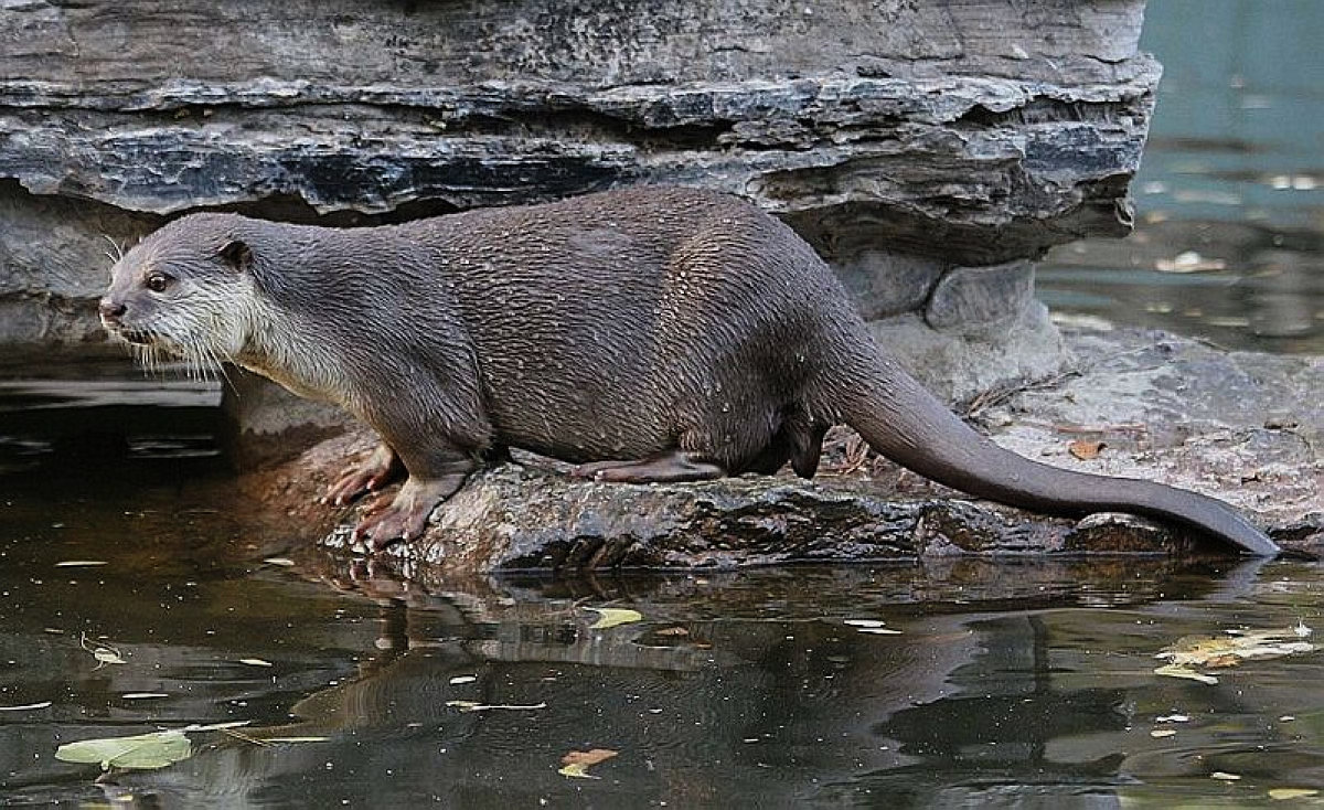 水獭雄性.jpg