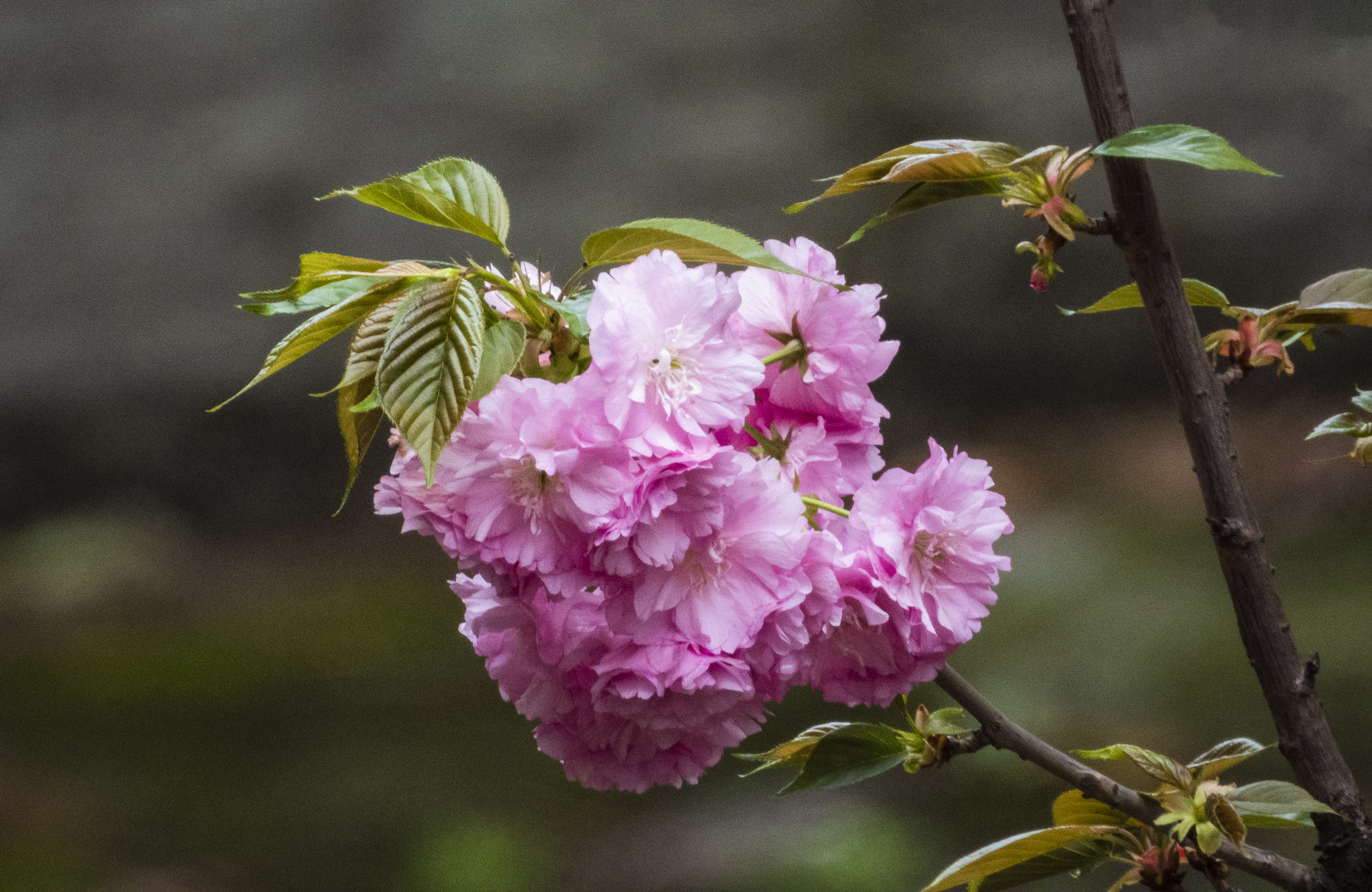 DSCN3080.jpg