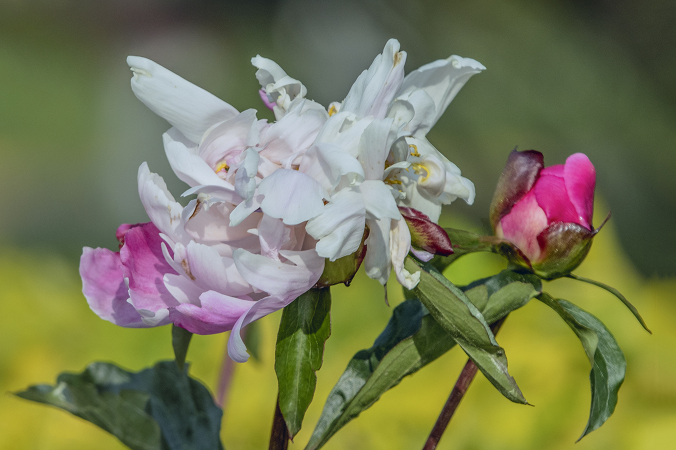 _MG_2064.jpg