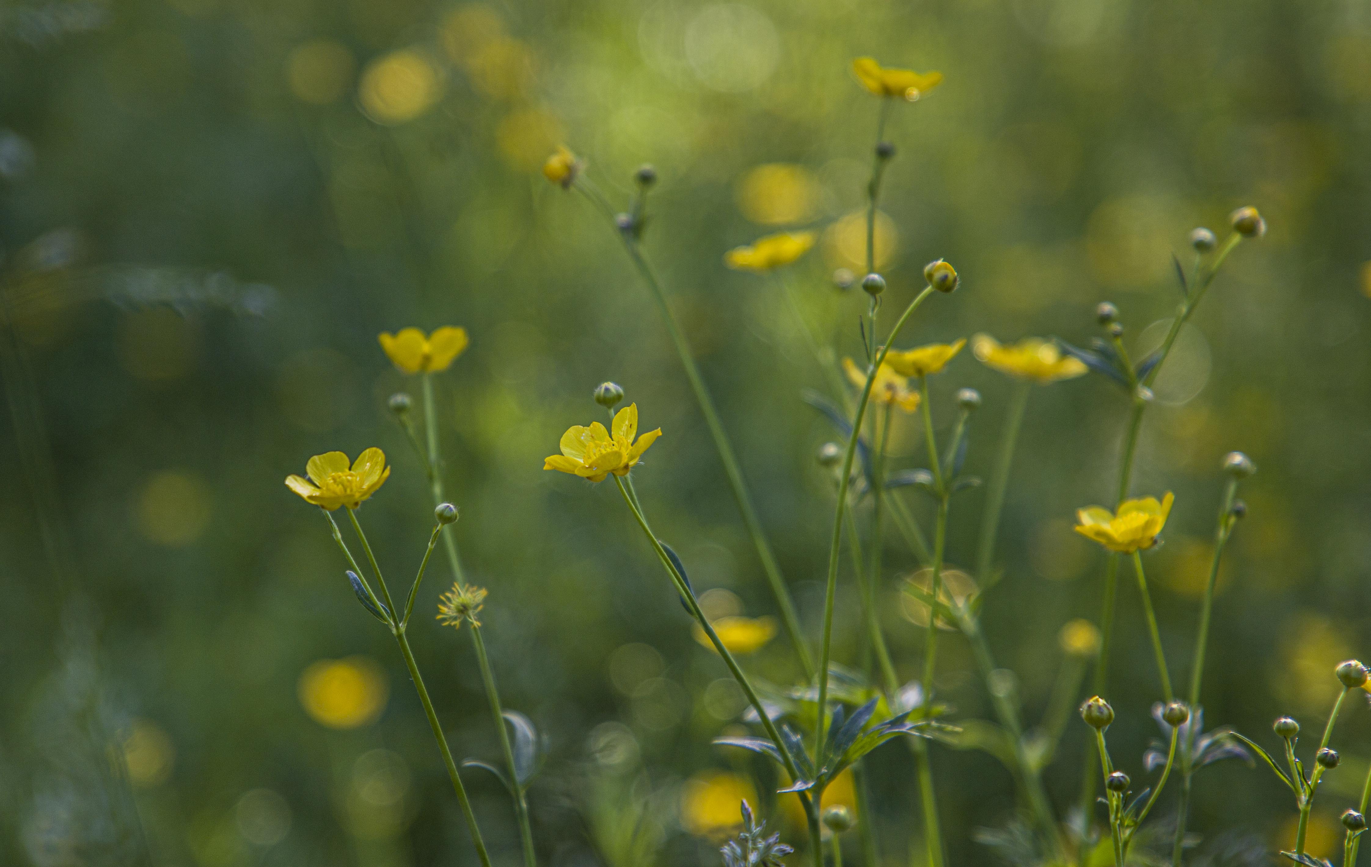 _MG_5032.jpg
