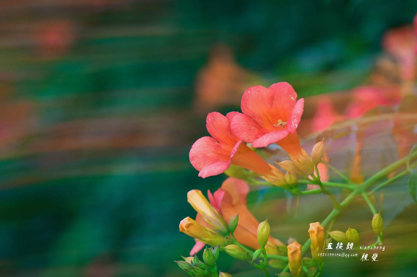 DSC_1810.JPG