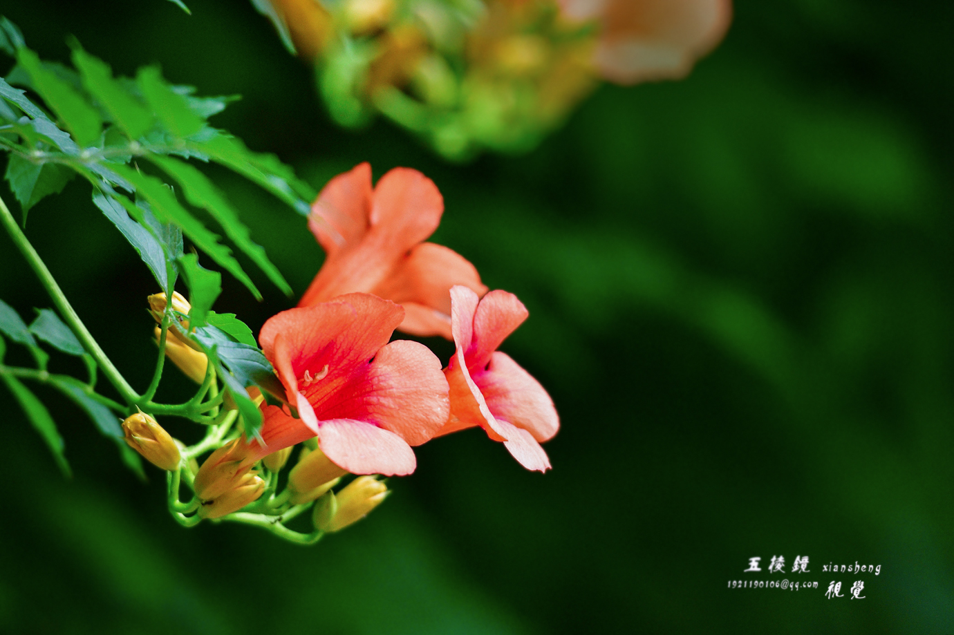 DSC_1793.JPG