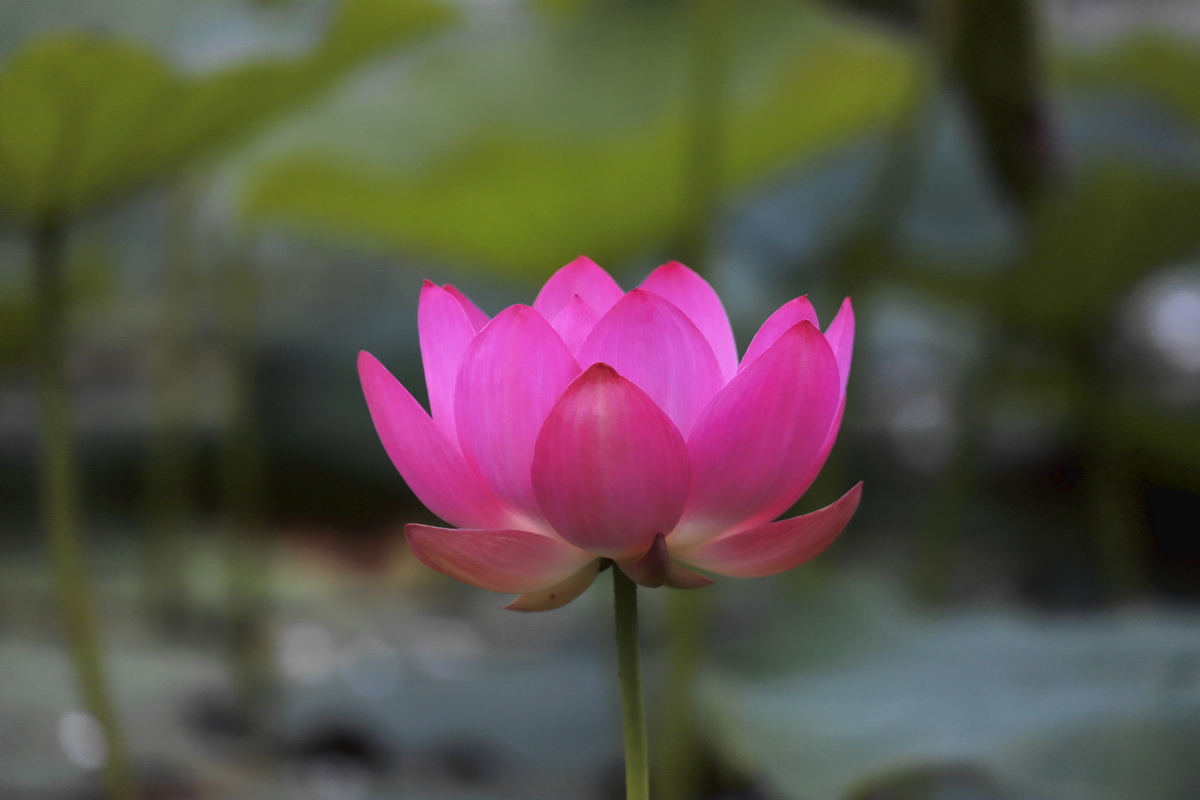 荷花1.jpg