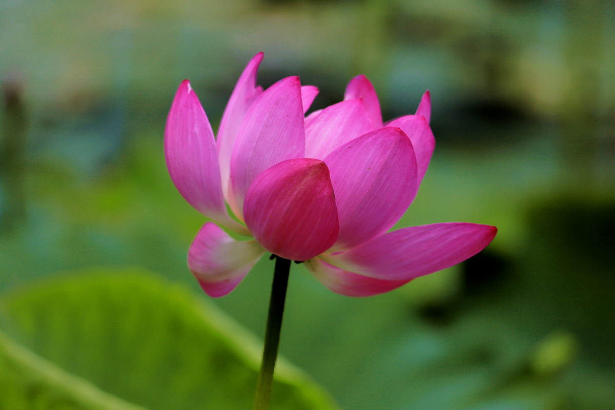 荷花2.jpg