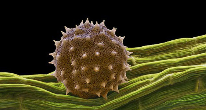 白麻属植物印度锦葵的花粉粒带刺，花粉颗粒直径在1.5至10毫米不等，人类用肉眼很难看到。.jpg