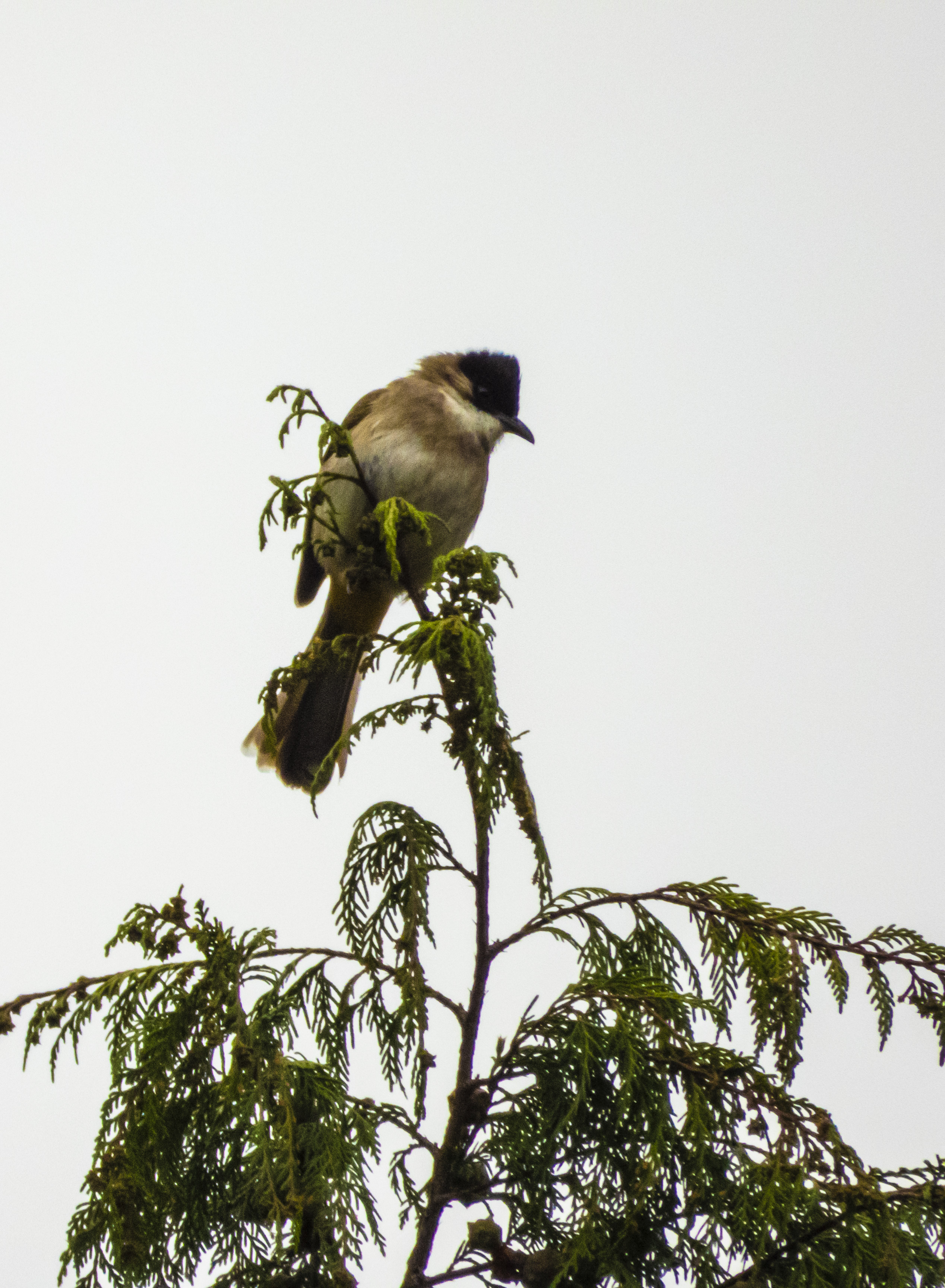 DSCN2806.jpg
