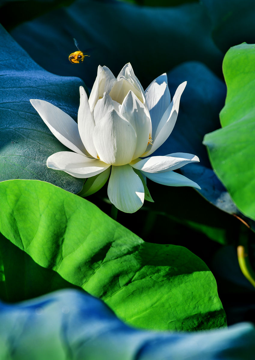 DSC_3562拷贝_副本.jpg