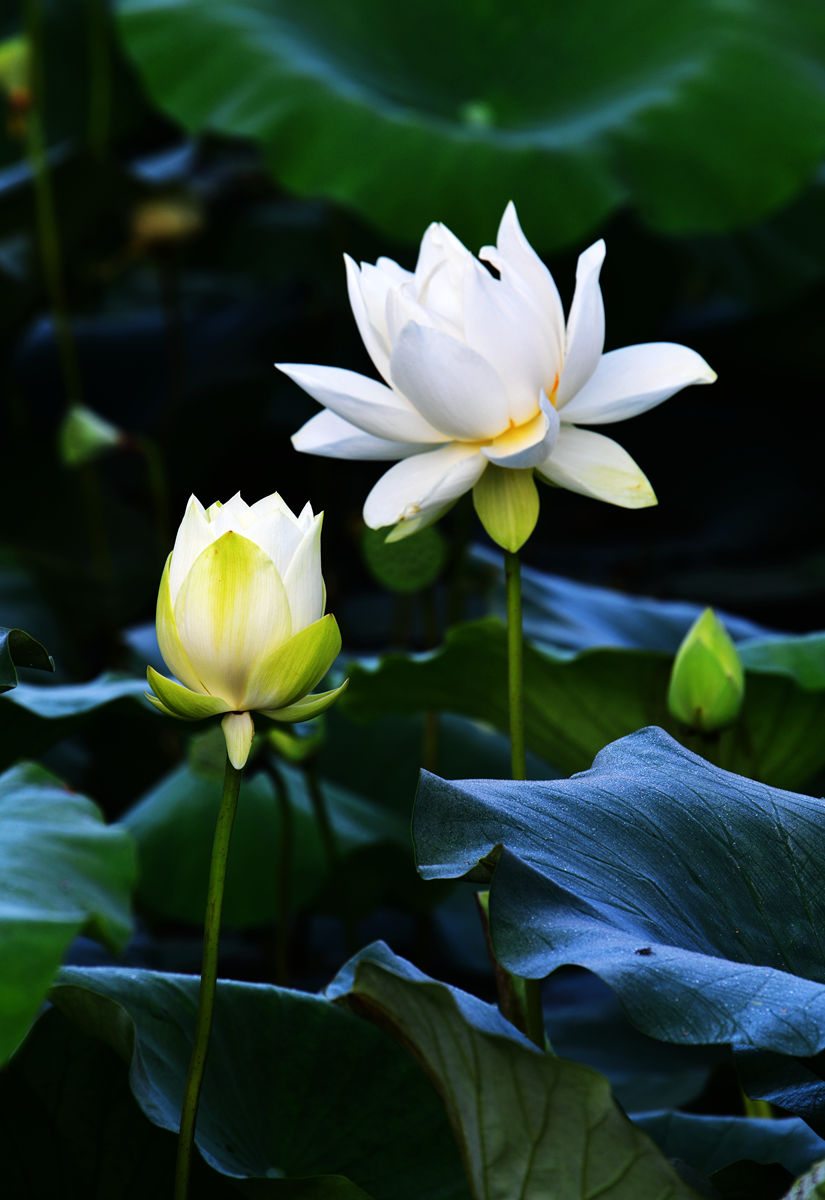 DSC_3550_副本.jpg