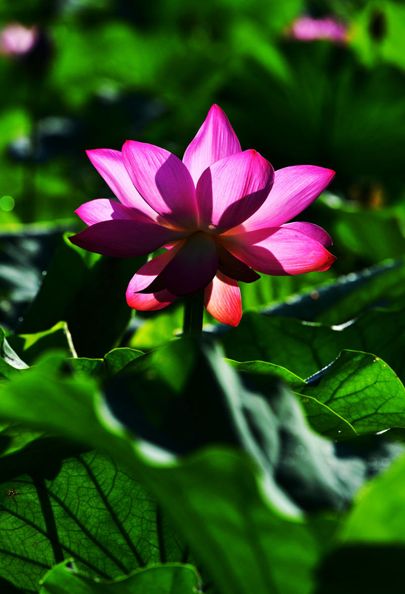 DSC_3576_副本.jpg