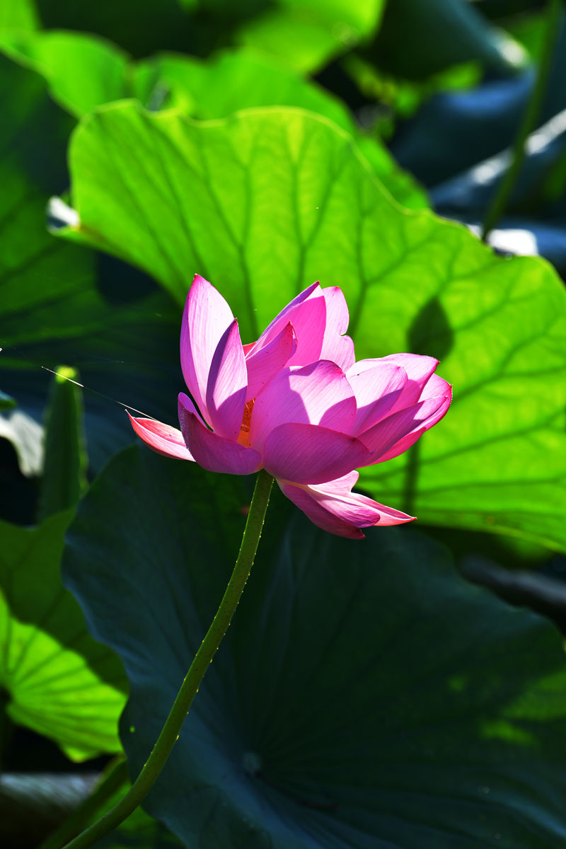 DSC_3571_副本.jpg