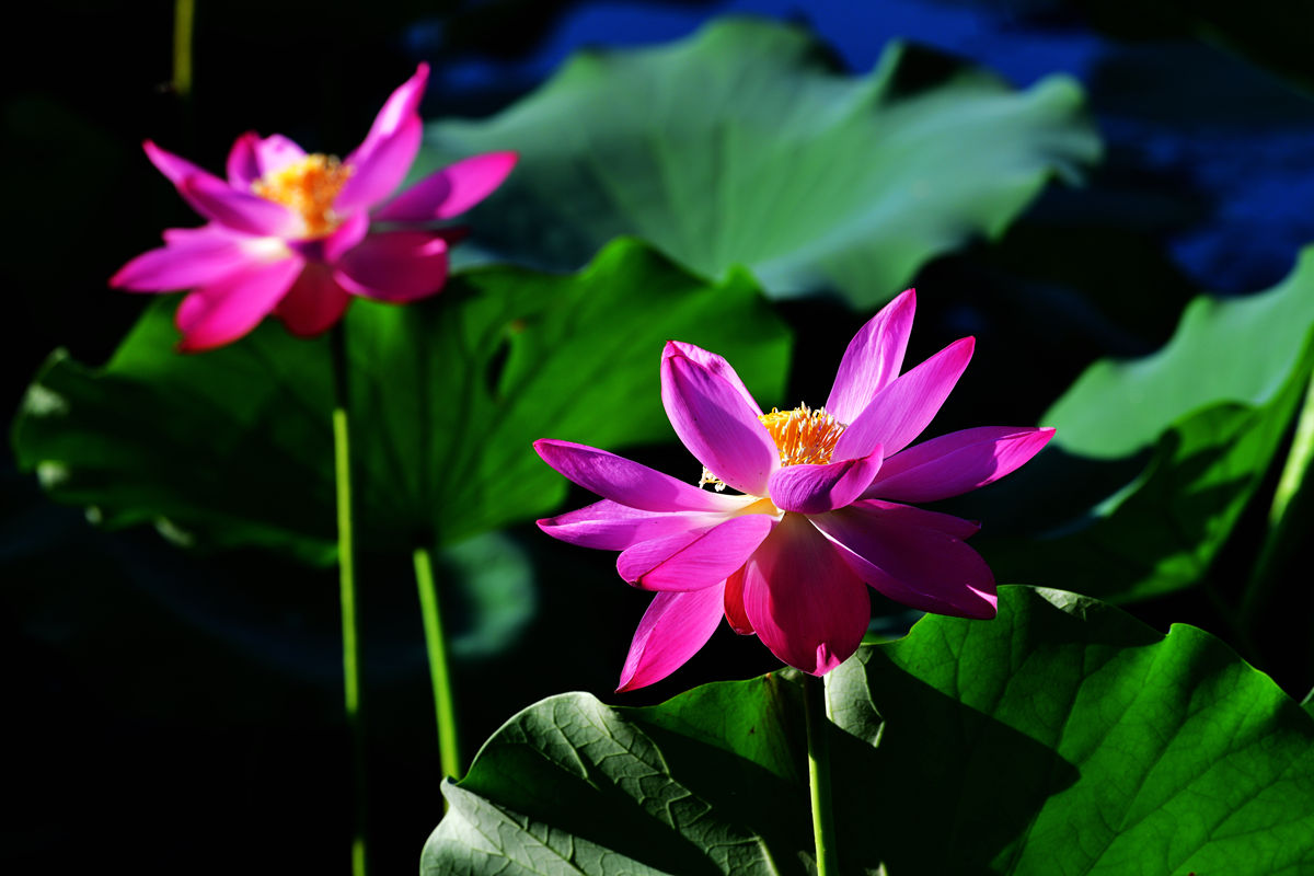 DSC_3664_副本.jpg