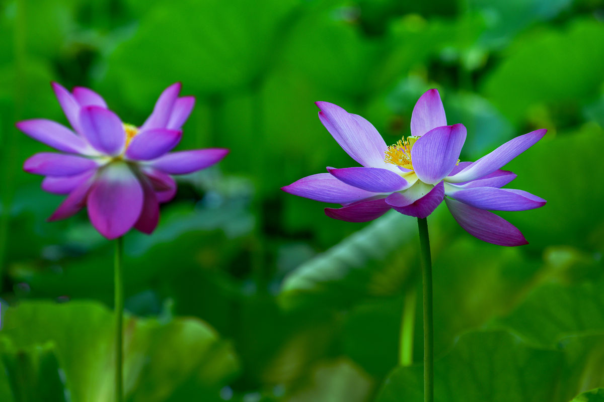 DSC_3886拷贝_副本.jpg