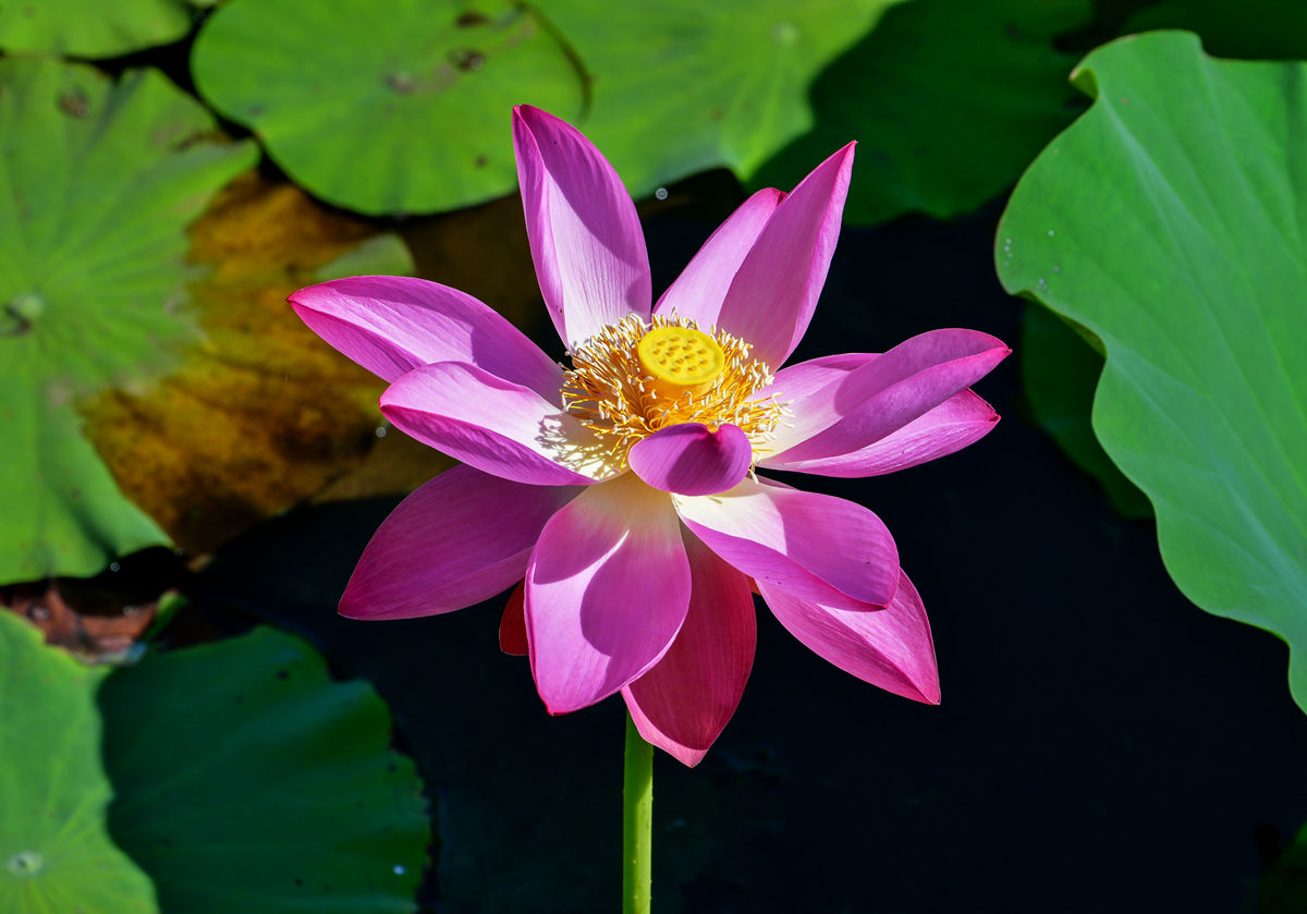 DSC_3890拷贝_副本.jpg