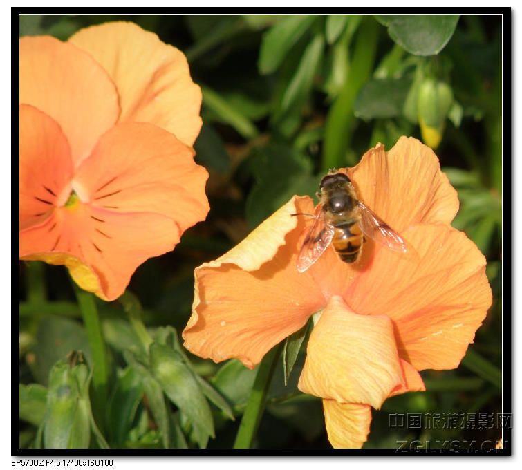 蜜蜂-.jpg