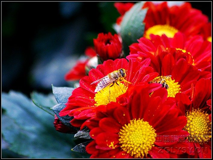 蜜蜂与菊花4.jpg